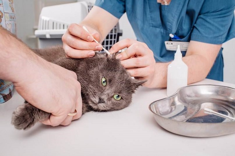 cleaning ears at vets table