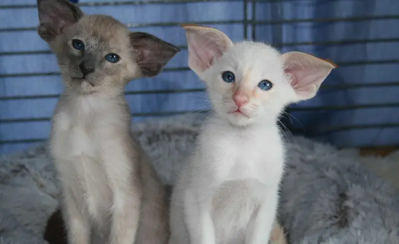 cream point siamese