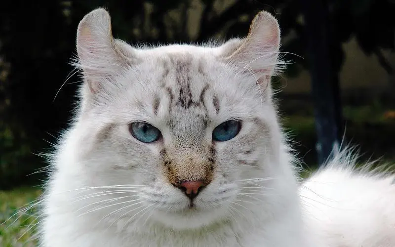 white highland lynx cat