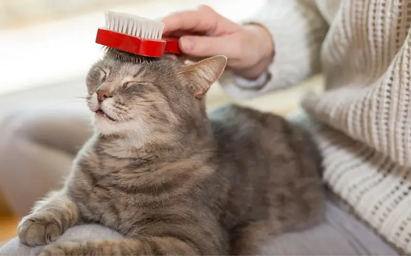 cleaning cat