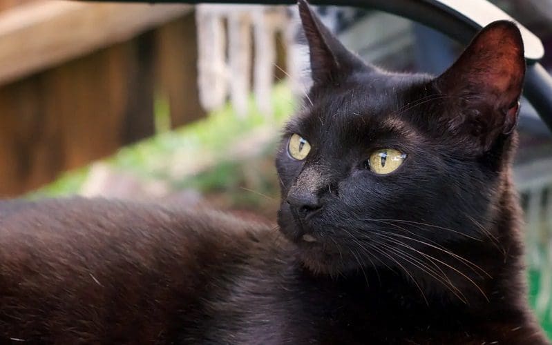 black havana brown cat