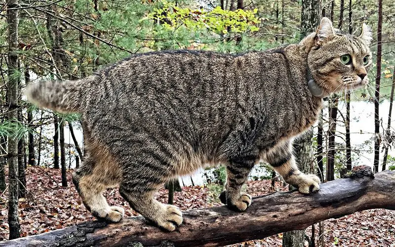 highland lynx cat personality 