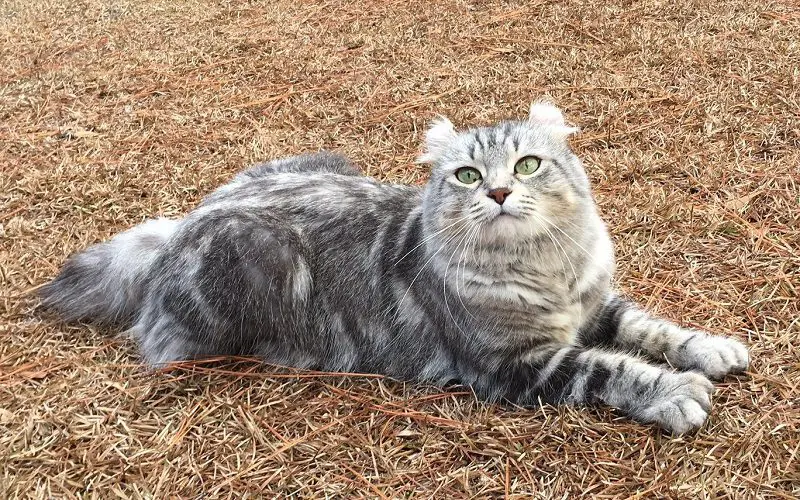 highland lynx cat breed