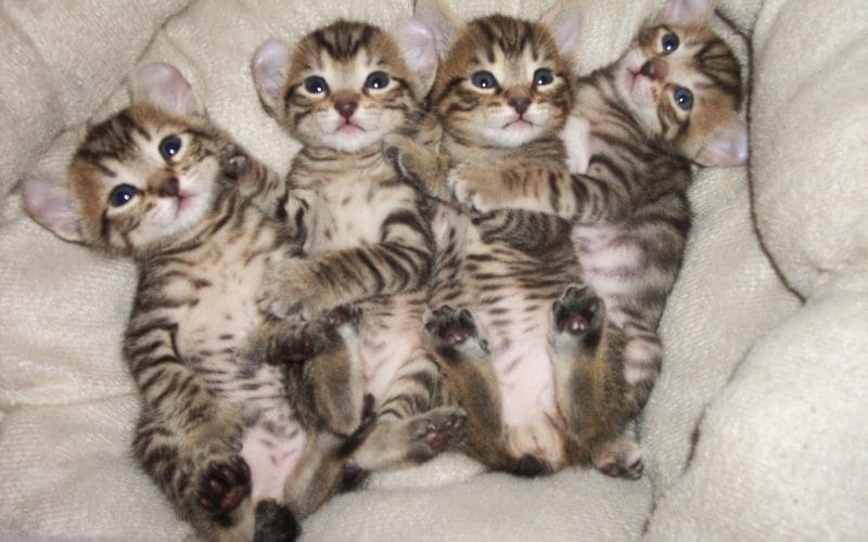 adopt highland lynx kittens