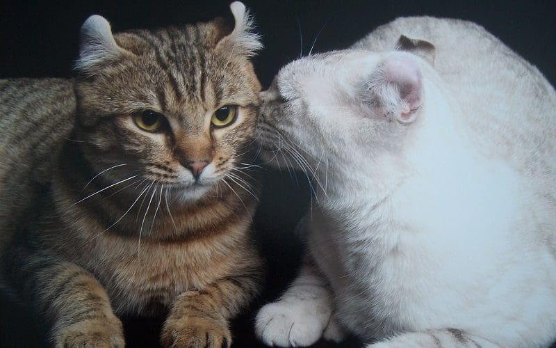 highland lynx cats