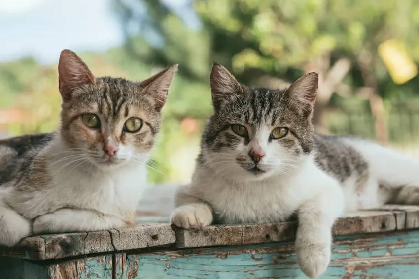 How to Introduce Cats: 5 Things You Must Consider