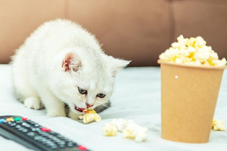 Little kitten eating popcorn on the couch