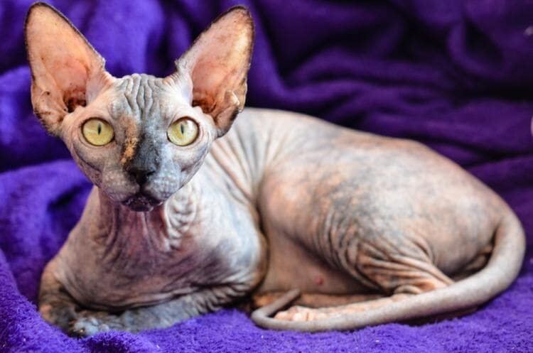 Mexican hairless cat