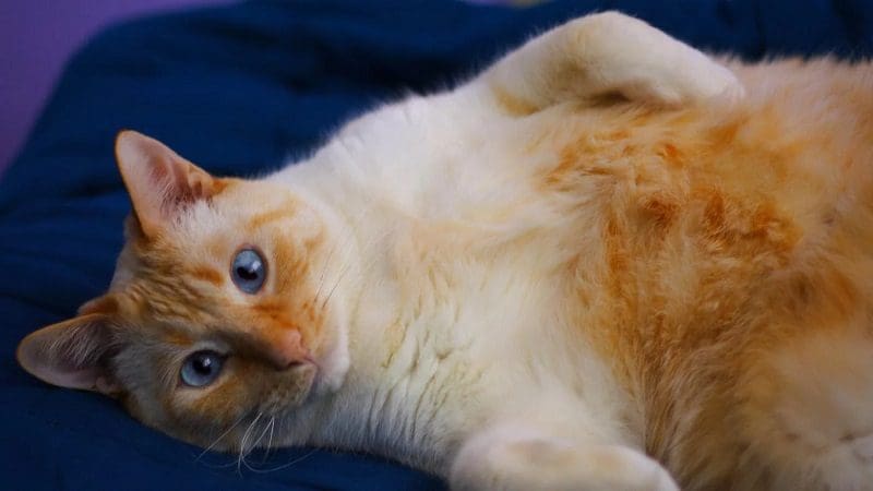 red point siamese cat
