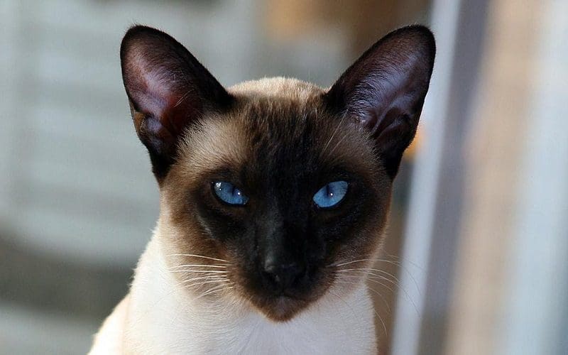 seal point siamese cat breed