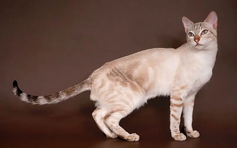 exotic cat breeds