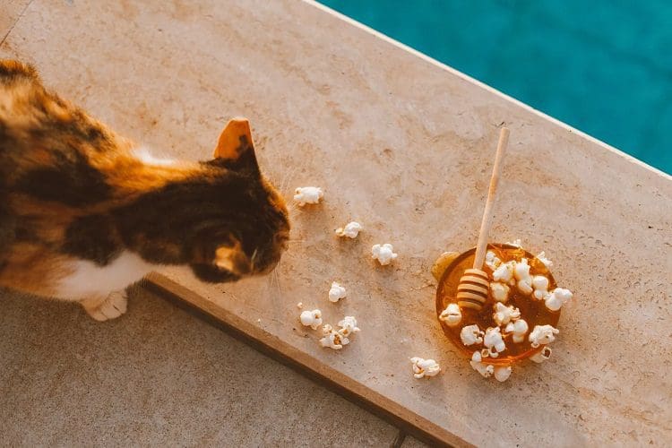 What popcorn flavors are safe for cats