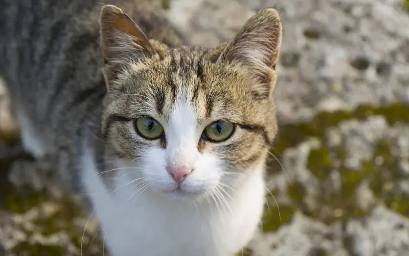 American Wirehair cat breed