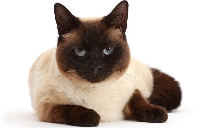 Chocolate Point Siamese care
