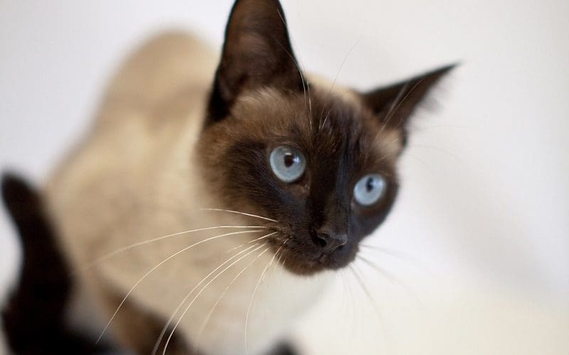 Chocolate Point Siamese cat breed