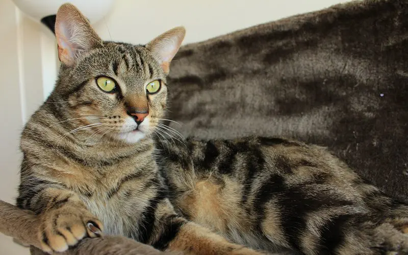 Domestic Shorthair cat breed