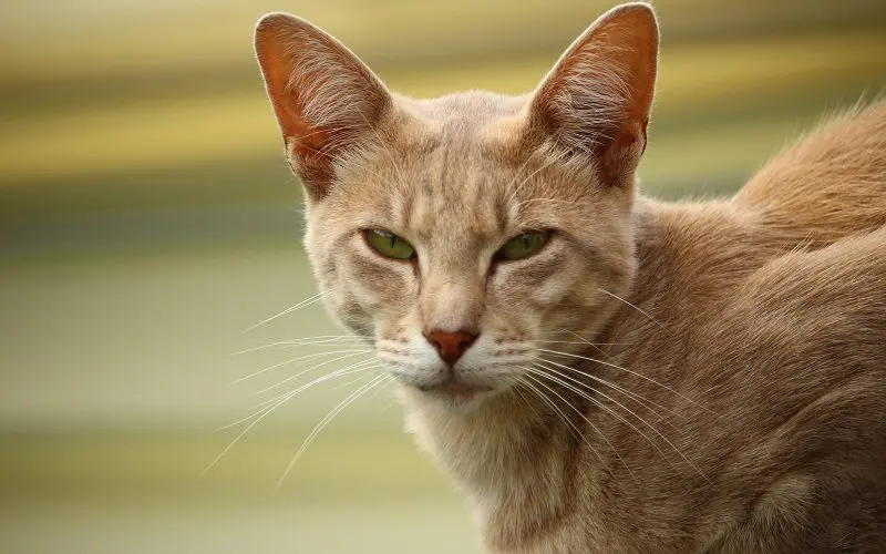 orange Egyptian Mau cat