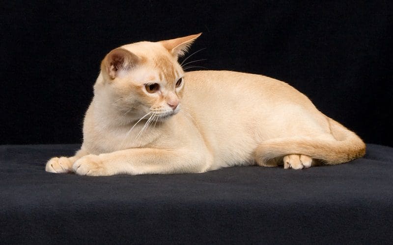 European Burmese cat breed