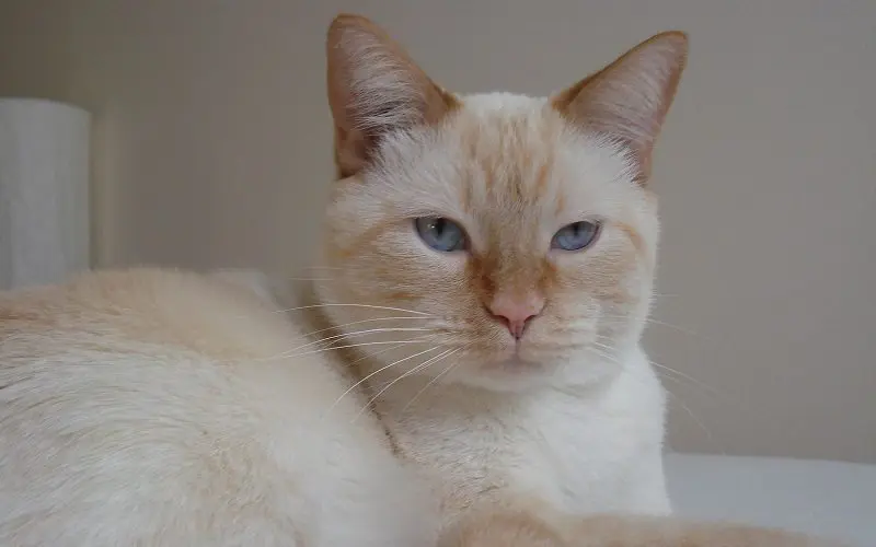 Flame Point Siamese cat breed