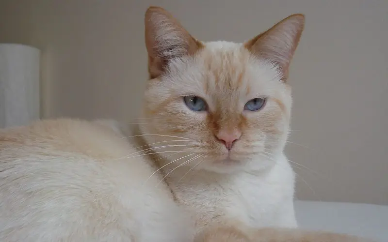 Flame Point Siamese Cats: Pointed Flames of Feline Elegance