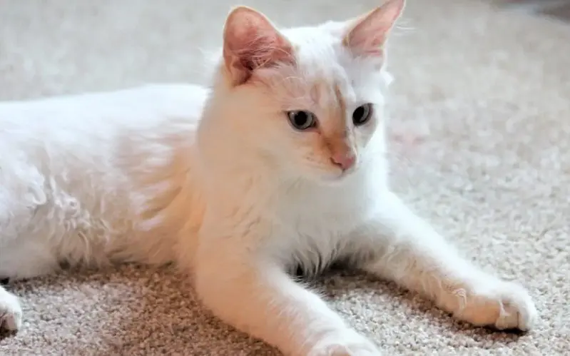 Flame Point Siamese kitten