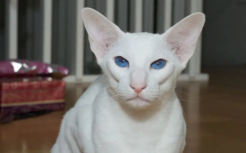 Foreign White cat breed