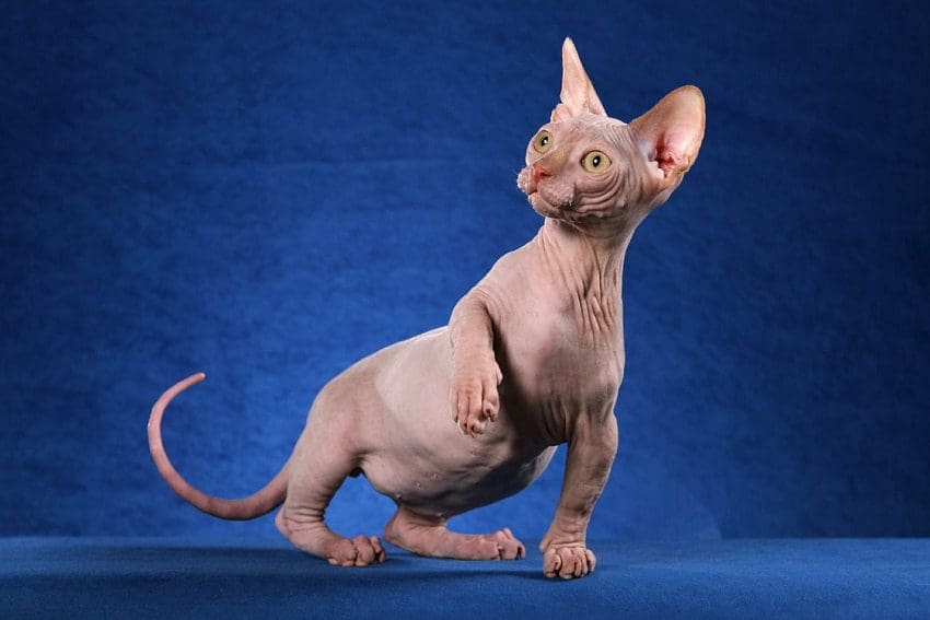 Hairless Cat Names: 200+ Astonishing Ideas for Males & Females