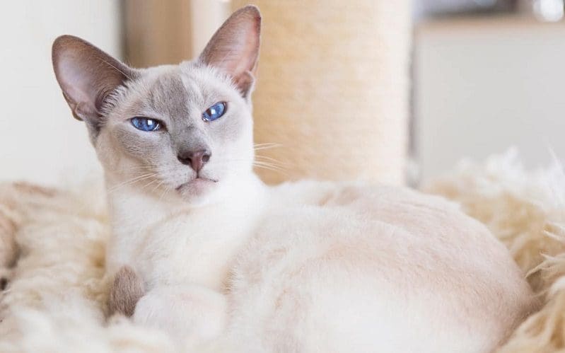 Lilac Point Siamese