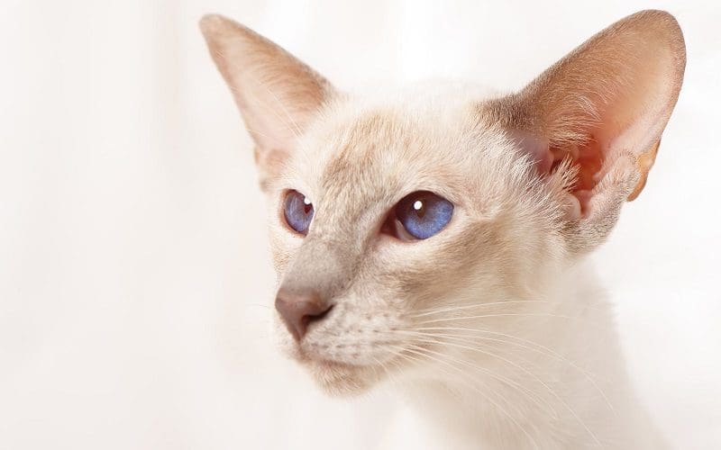 Lilac Point Siamese cat