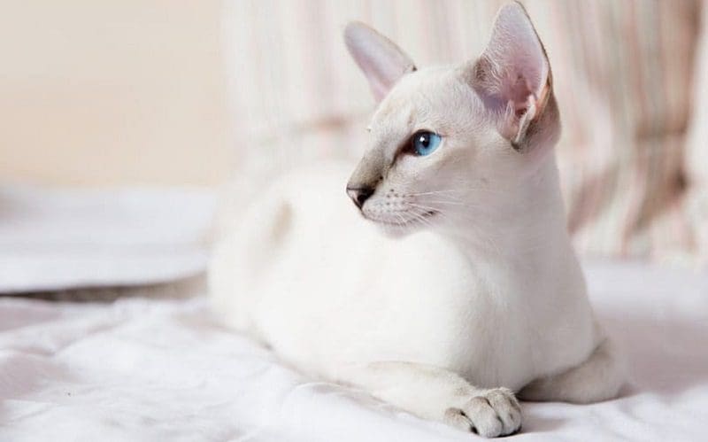 Lilac Point Siamese cat breed