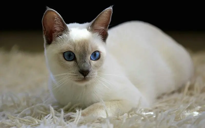 Lilac Point Siamese breed kitten