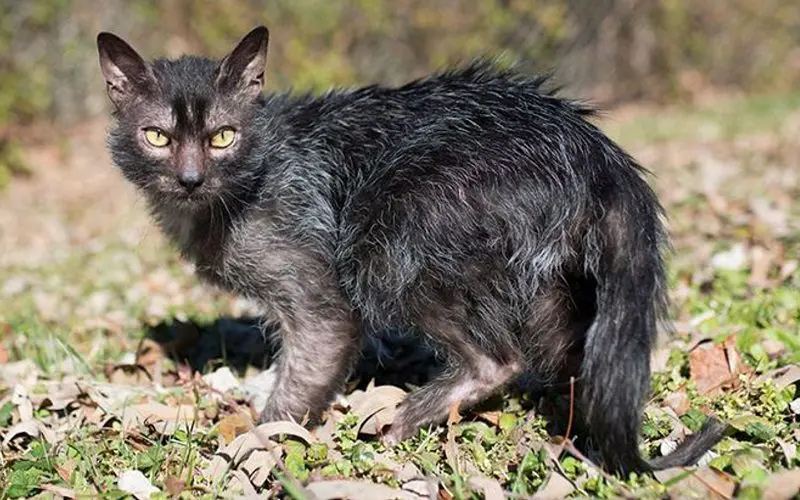 Lykoi cat breed