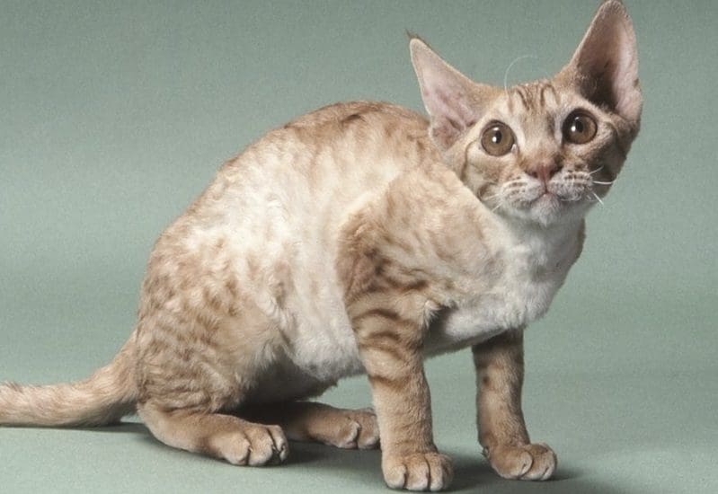 Oregon Rex cat breed