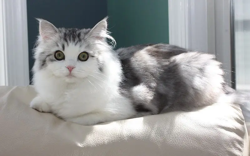 Ragamuffin cat breed