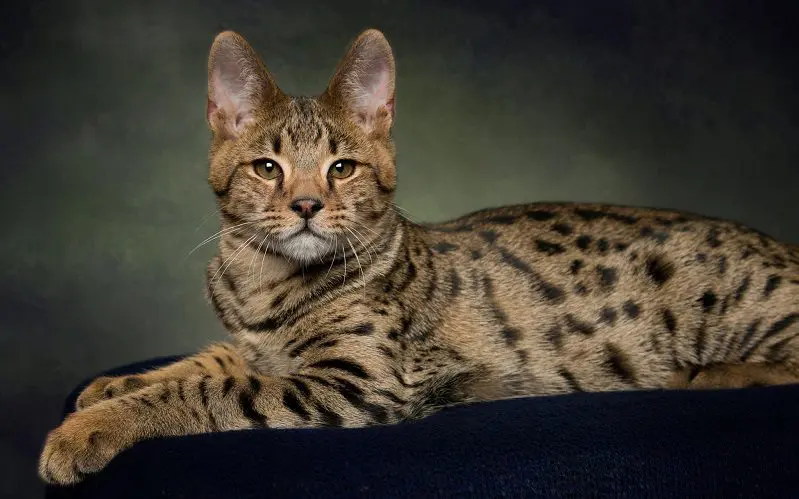 Large Savannah cat