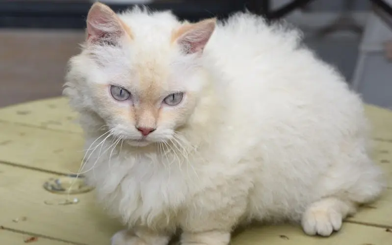 Skookum cat breed