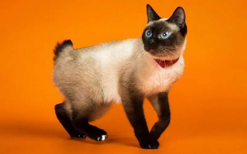 Toybob cat breed
