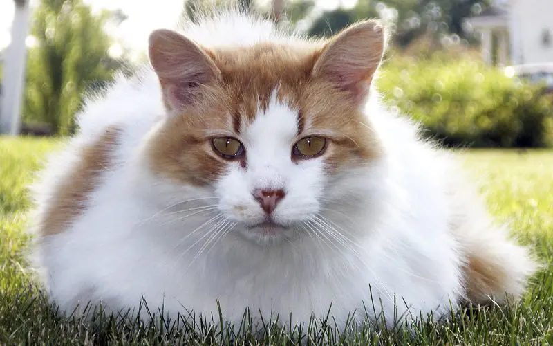 Turkish Van cat breed