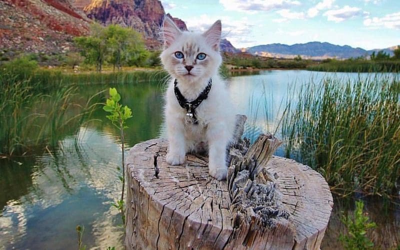 female cat on adventure