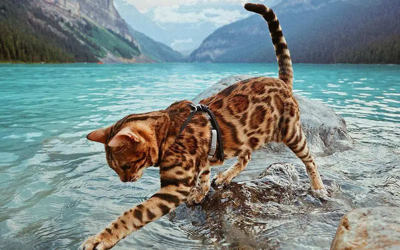 male cat on adventure
