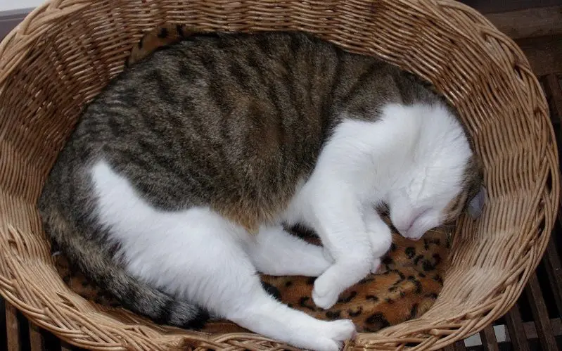 woven basket cat bed