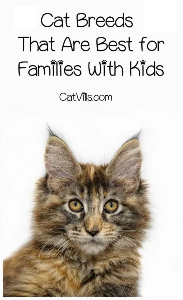 6 Best Cat Breeds for Kids: Choosing the Ideal Furry Friend for Your Children