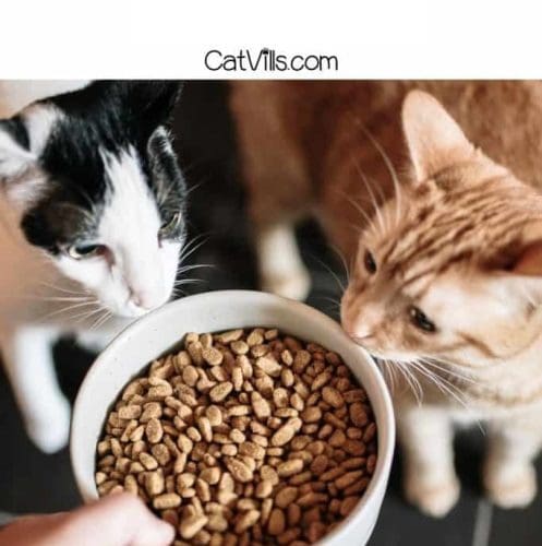 12 Best Dry Cat Foods for Your Kitties (Honest Review)