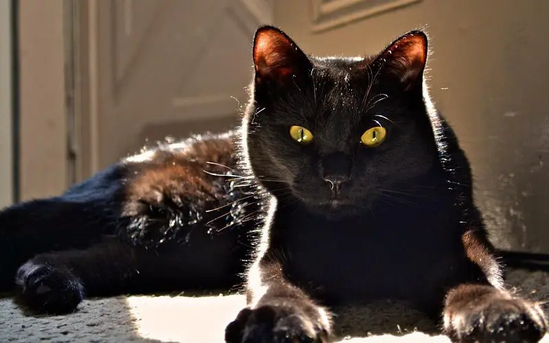 bombay cat resting