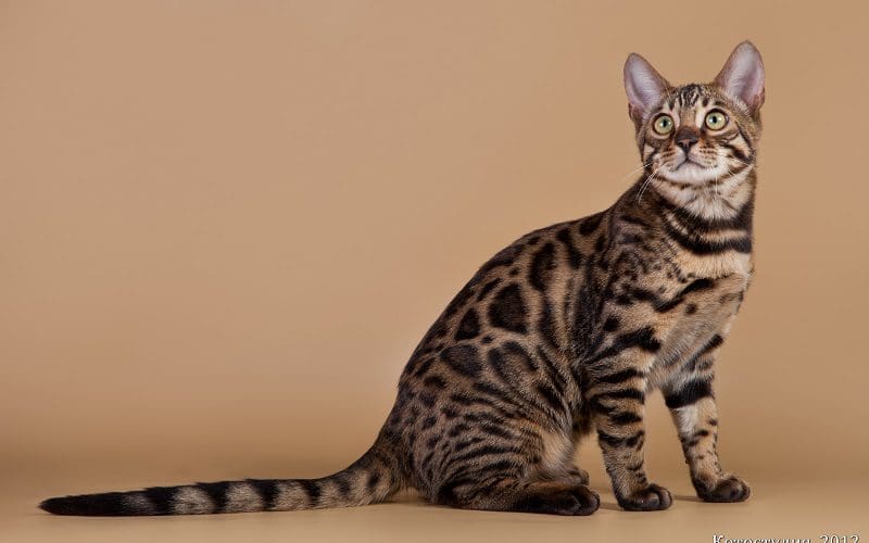 california spangled cat breed