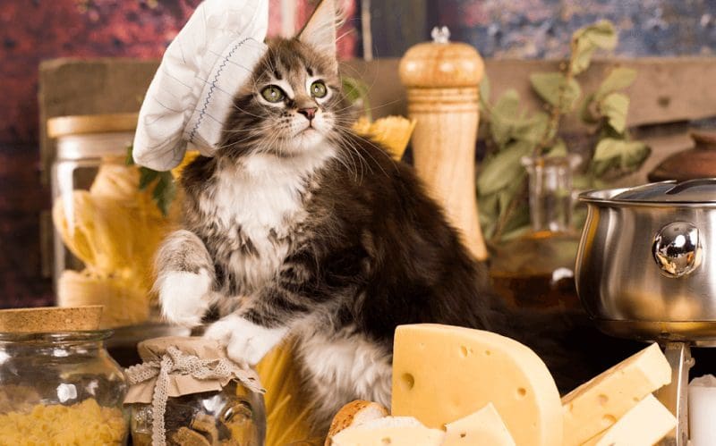 cat as a chef