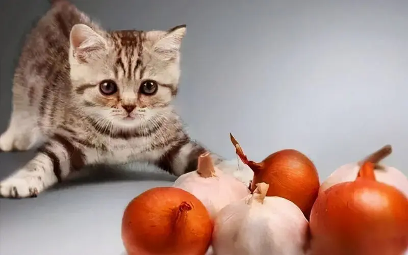 kitten with onions