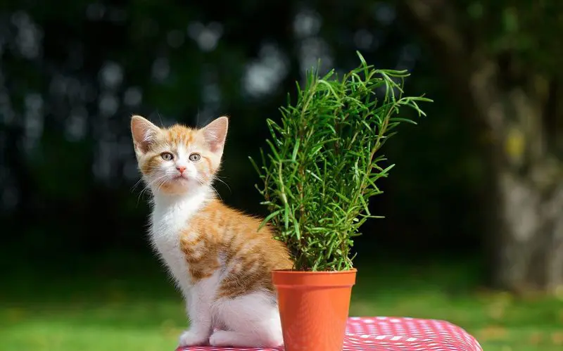 cat with rosemary plant outside