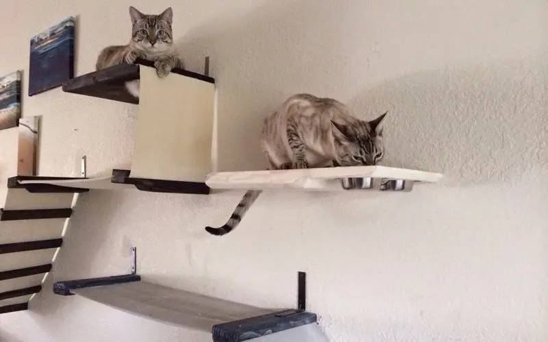 cat climber