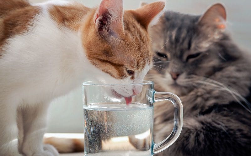 cat drinking water from a glass